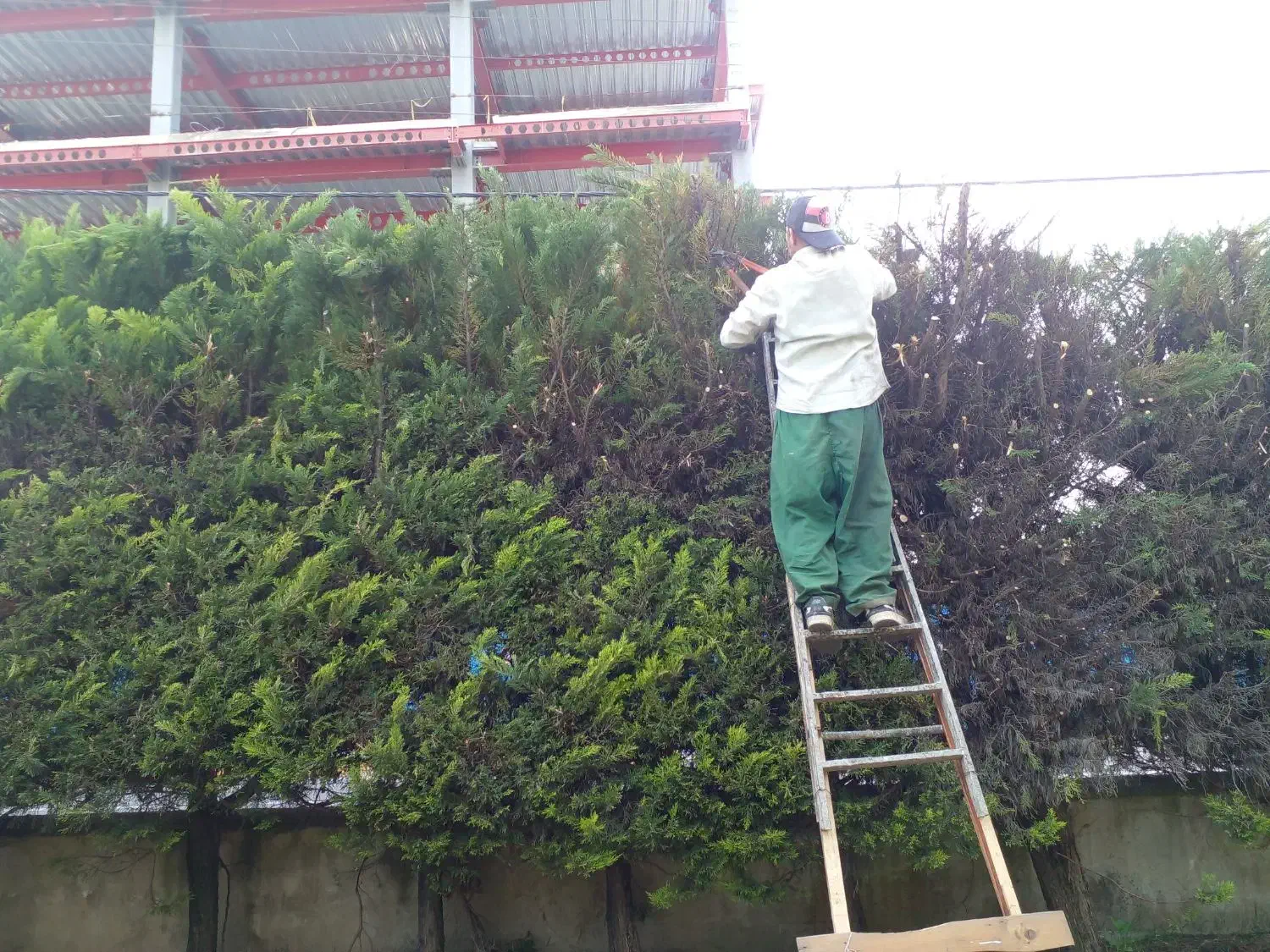 علف تراشی هرس درخت برش چوب کاشت نهال|خدمات باغبانی و درختکاری|عباسآباد, |دیوار