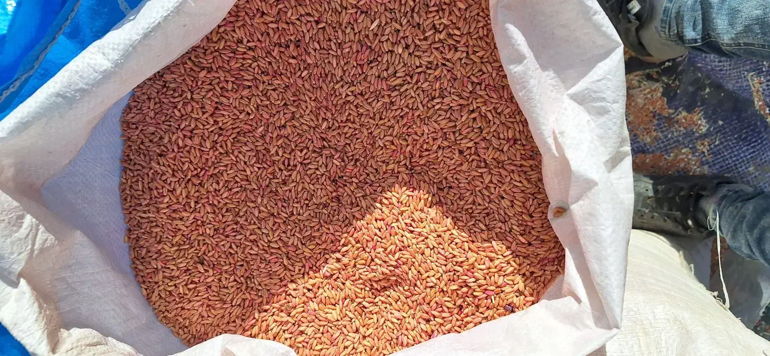 ۱۵ تن گندم بوجاری شده|عمده‌فروشی|تیکمه داش, |دیوار