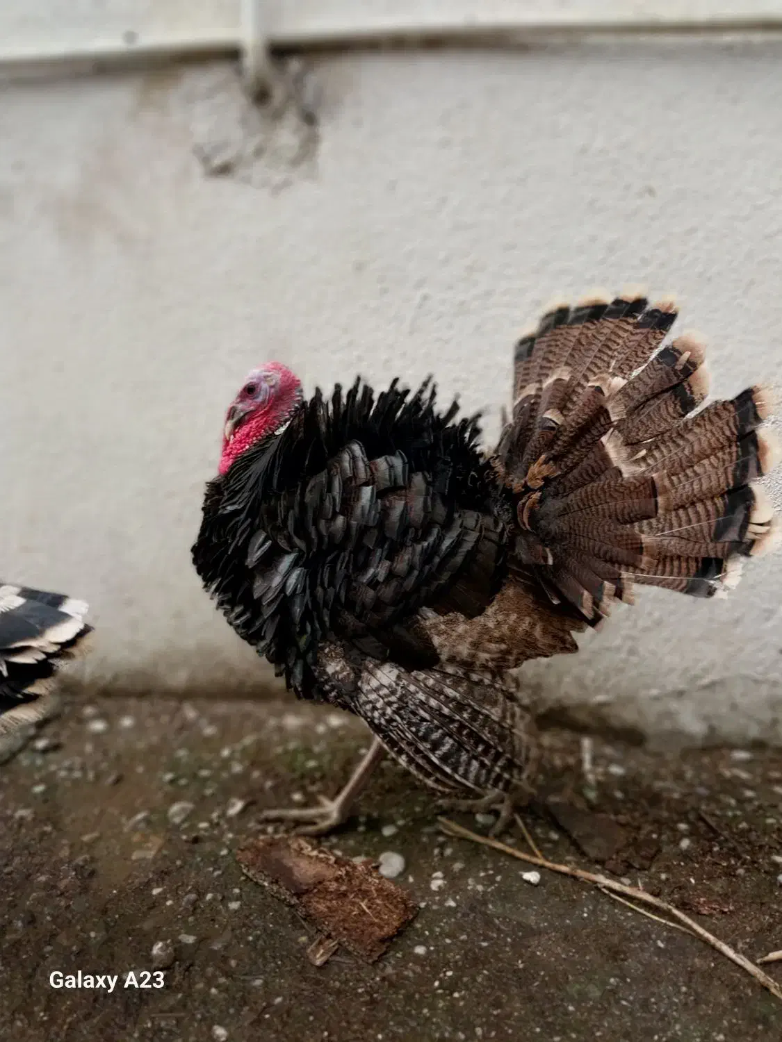 بوقلمون برنز نر ۲ عدد|حیوانات مزرعه|آمل, |دیوار