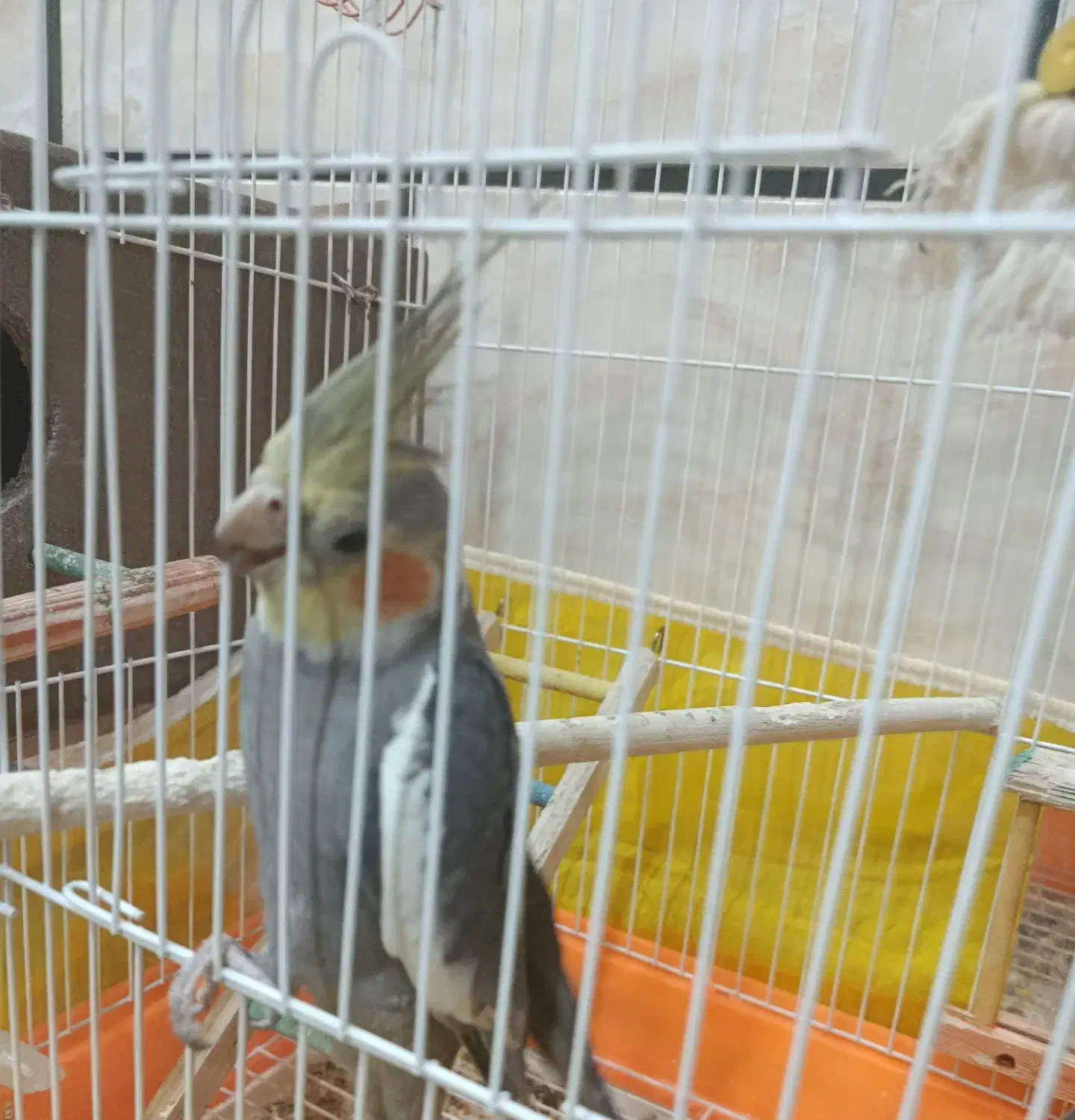 عروس هلندی|پرنده|علی‌آباد کتول, |دیوار