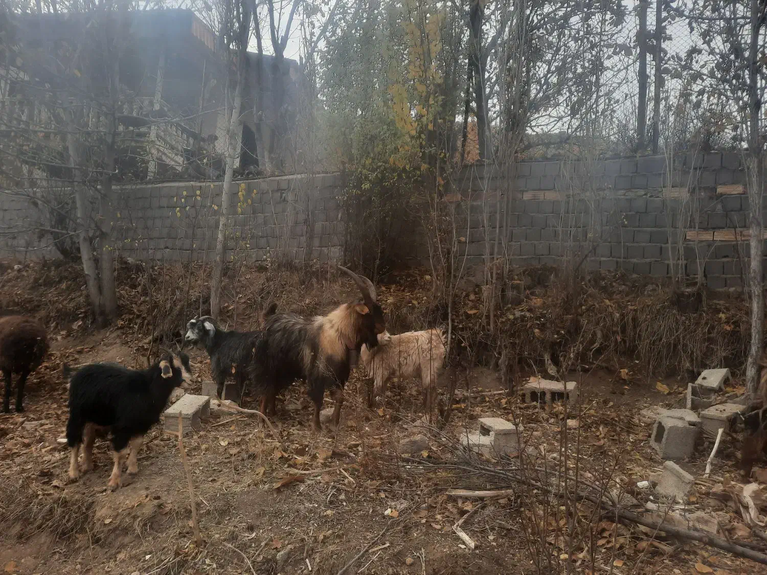 فروش بز با بزغاله|حیوانات مزرعه|ارجمند, |دیوار