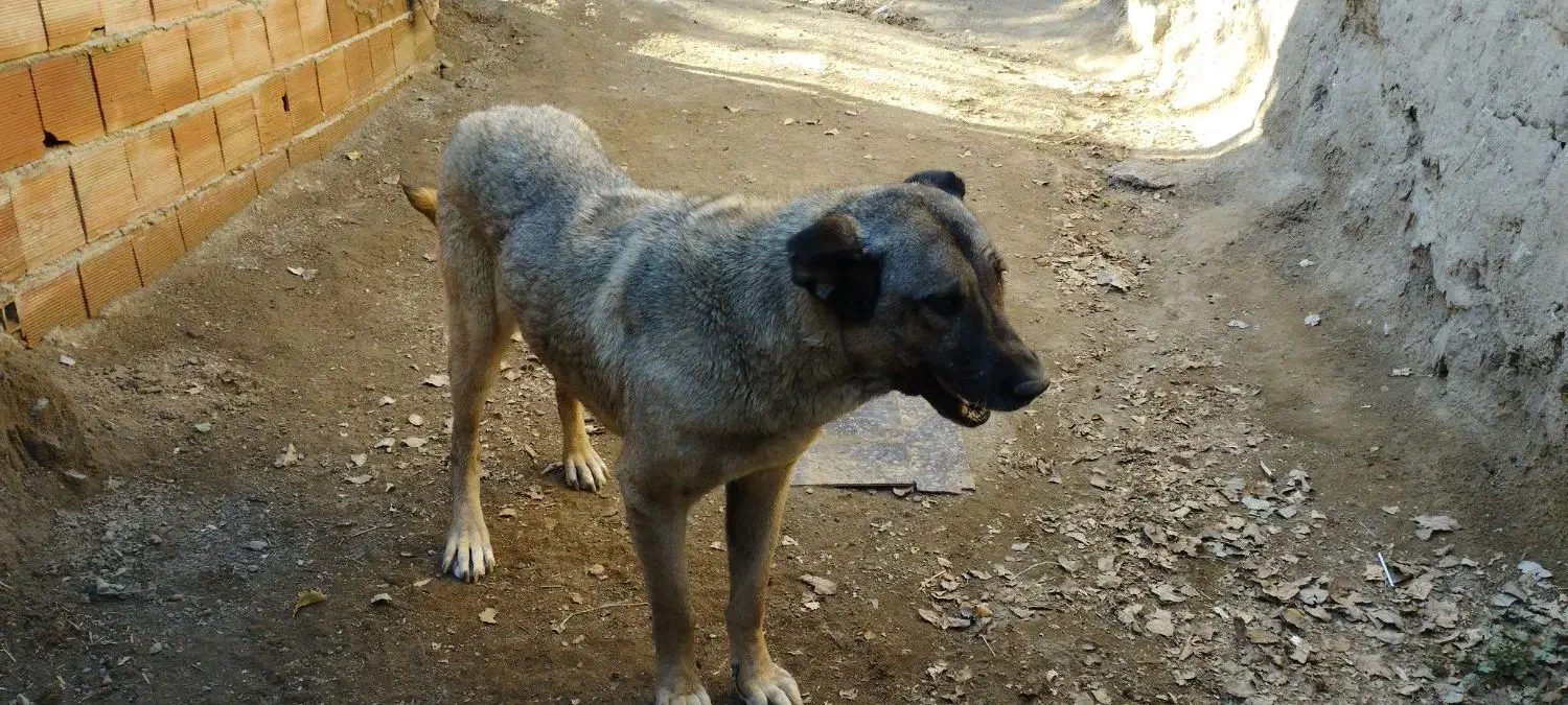 سگ ماده سرابی|سگ|اردبیل, |دیوار