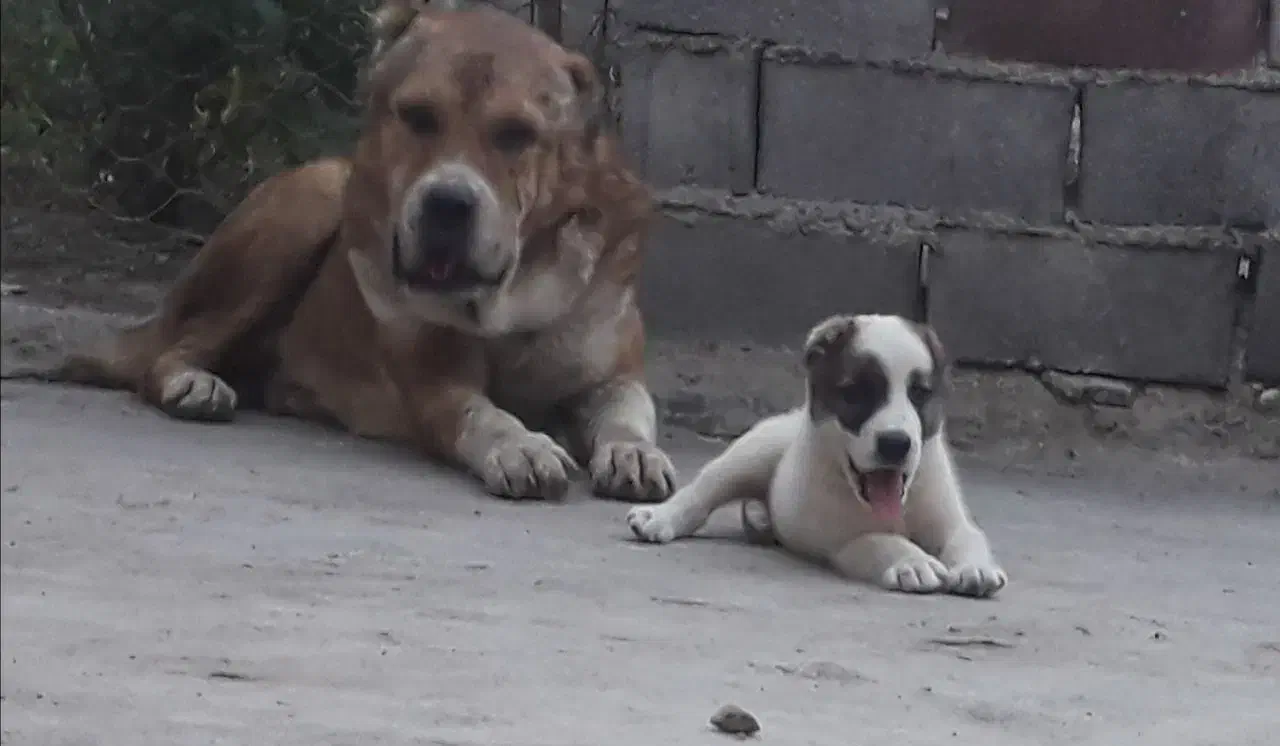 واگذاری آلابای سنگین وزن نگهبان و گله فی سه|سگ|رشت, ترمینال|دیوار