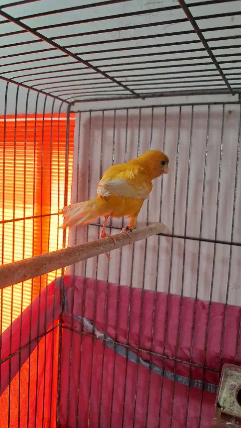 فروش یک عدد قناری نر شور|پرنده|اردکان, |دیوار