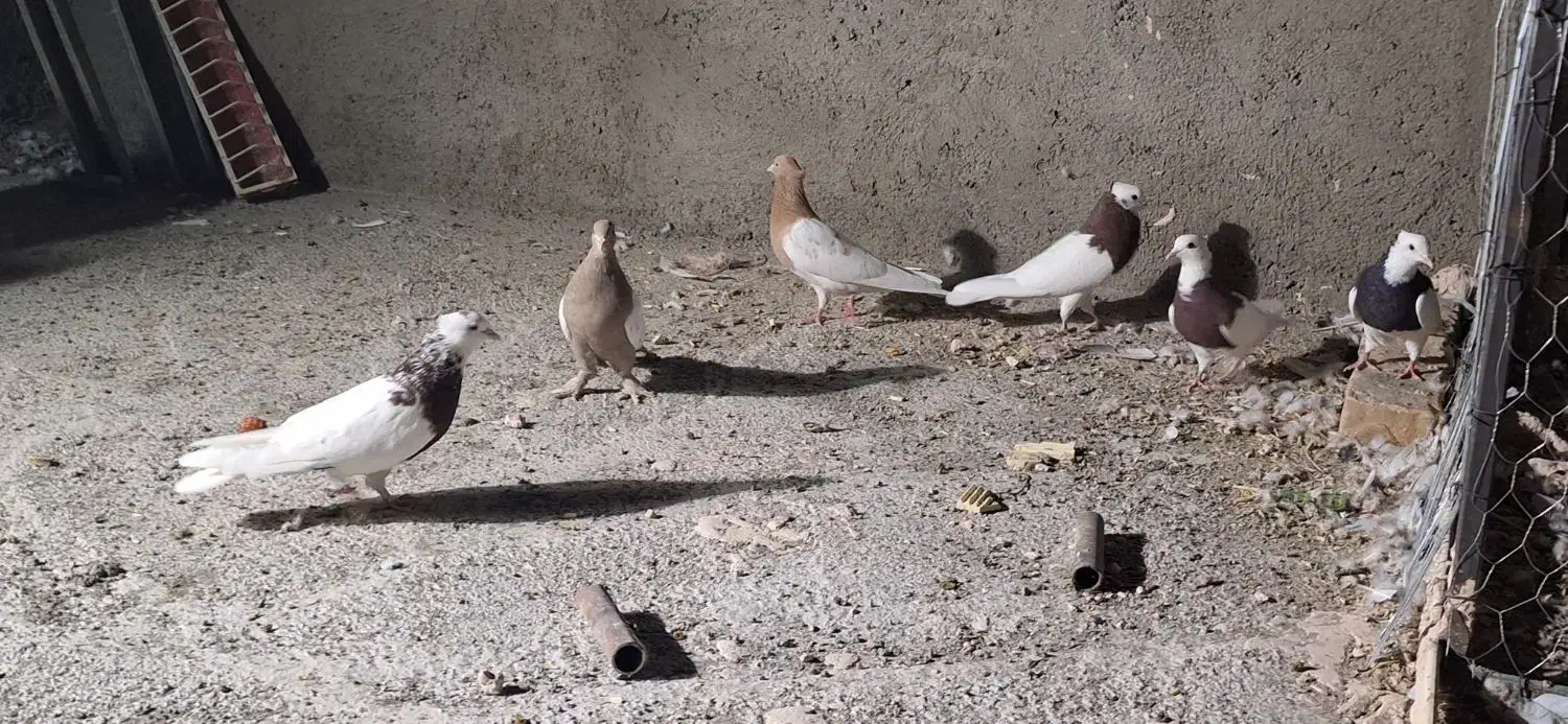 چهار عدد توقی جفت ی دونه کله زرد ماده وسینه|پرنده|هلالی, |دیوار