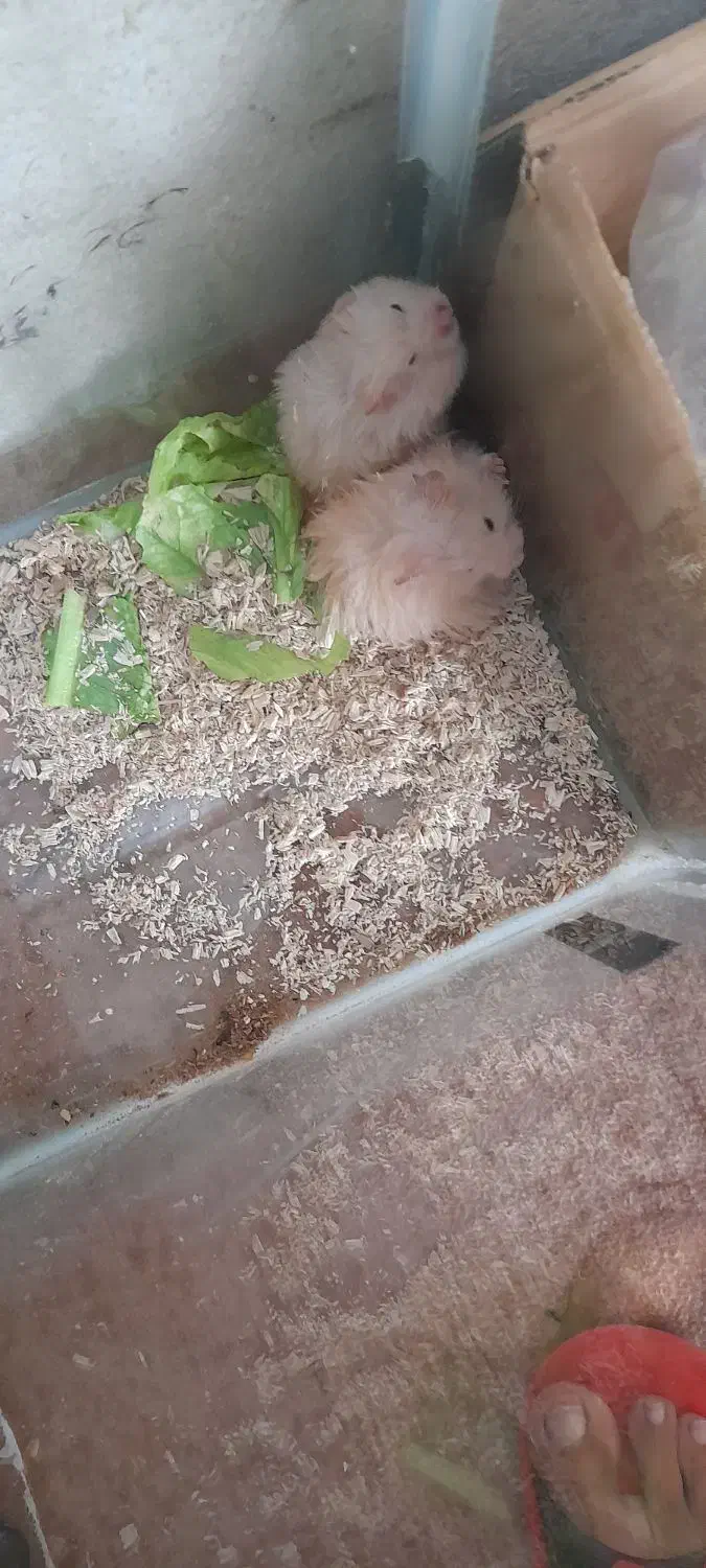 همستر|موش و خرگوش|سنندج, |دیوار