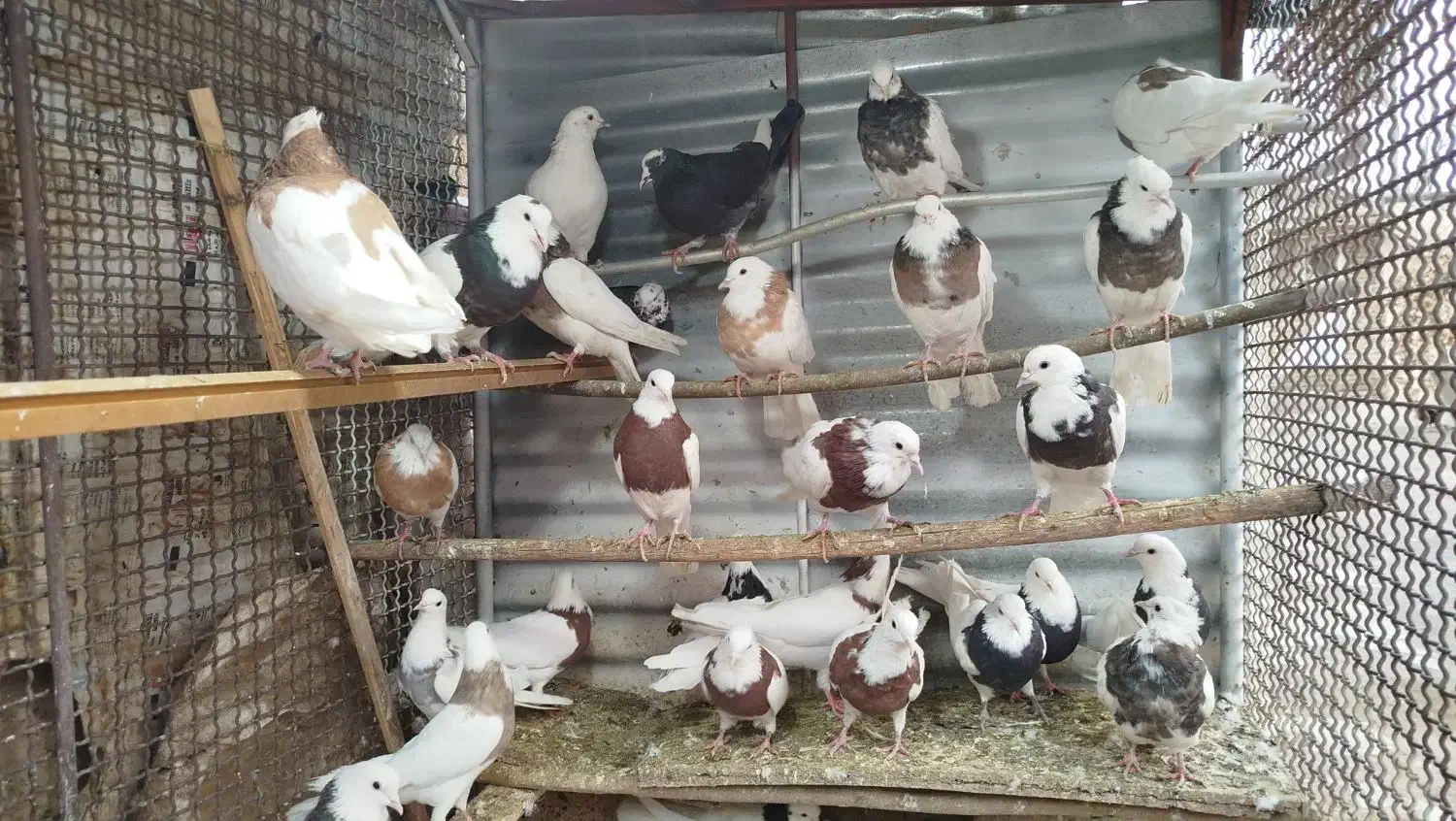 طوقی|پرنده|همدان, |دیوار