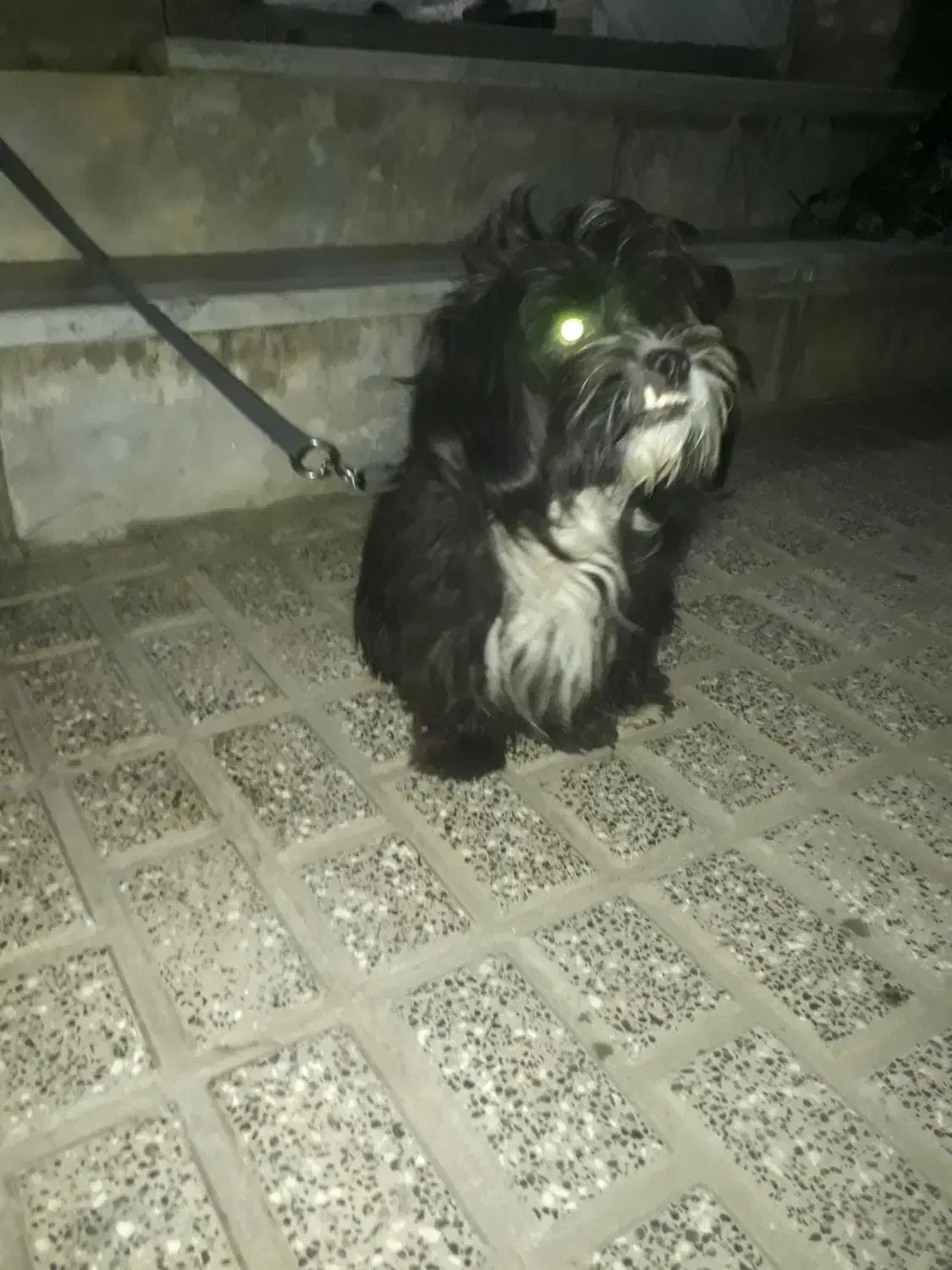 سگ  پشمالو|سگ|مینودشت, |دیوار