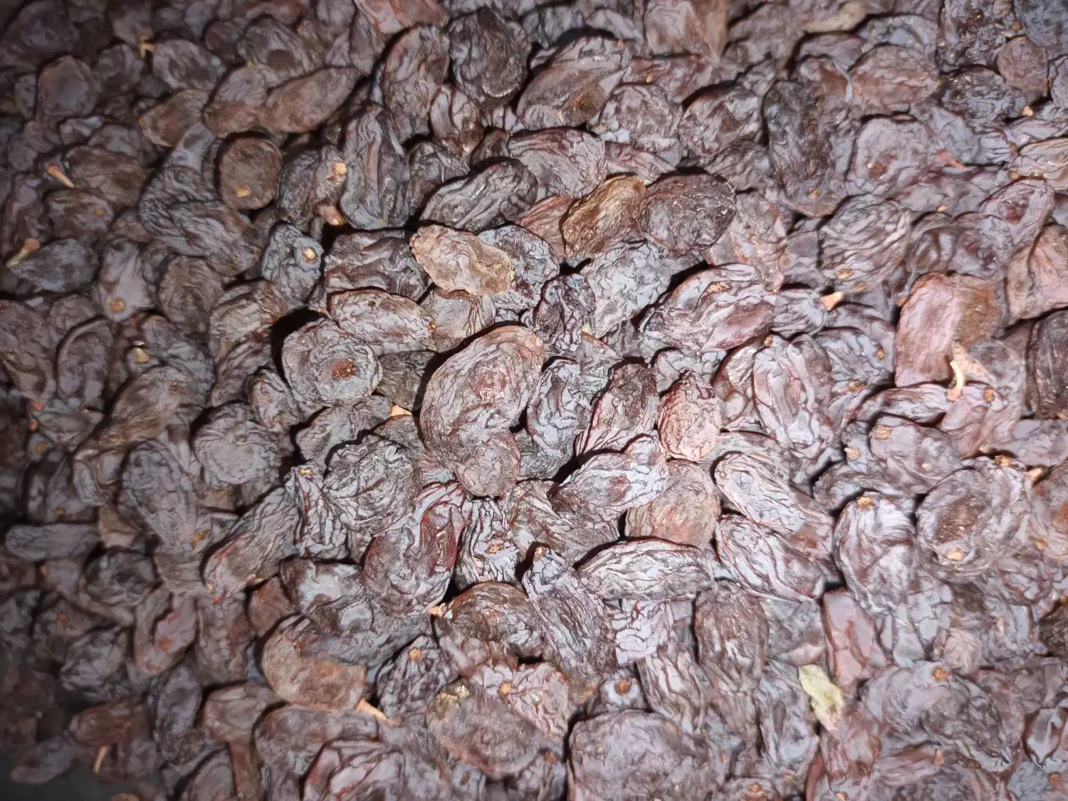 کشمش آفتابی|خوردنی و آشامیدنی|ساوه, |دیوار