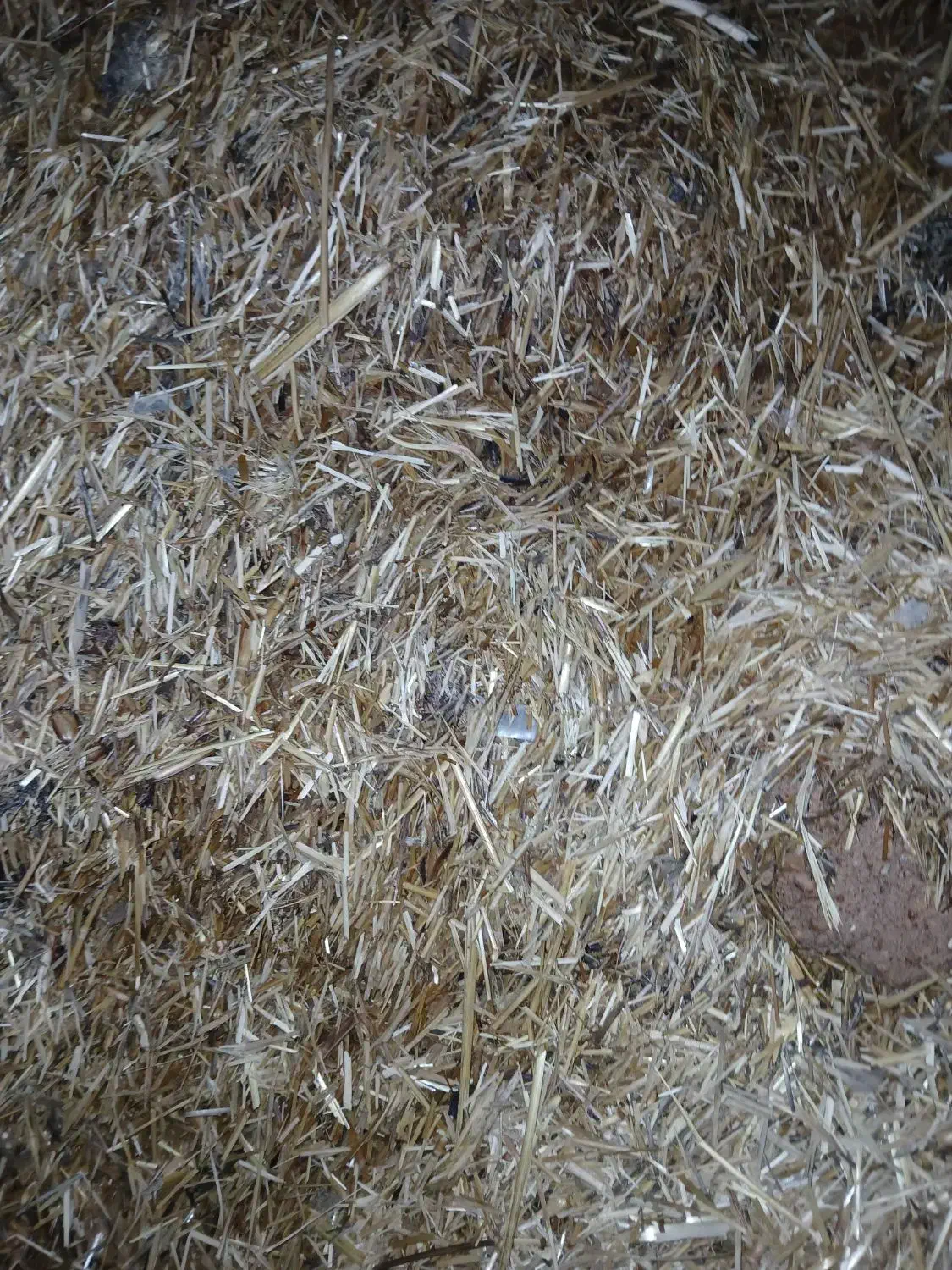 کاه برا کاه گل|لوازم جانبی حیوانات|مرودشت, رودبال|دیوار