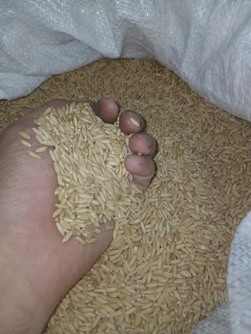 گندم بوجاری شده|عمده‌فروشی|کمیجان, |دیوار