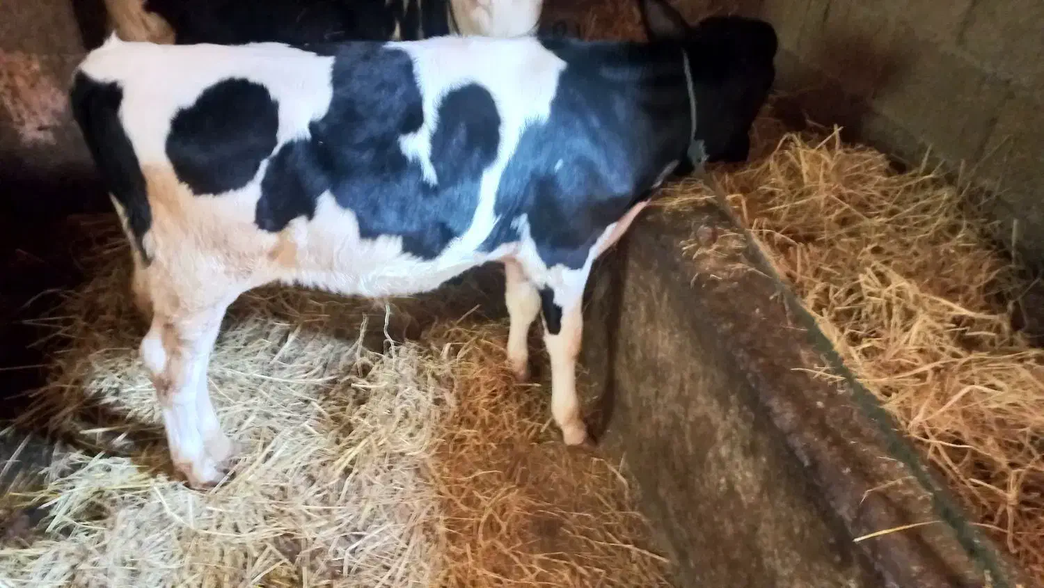 گاو و گوساله نر دورگ|حیوانات مزرعه|رشت, یخسازی|دیوار