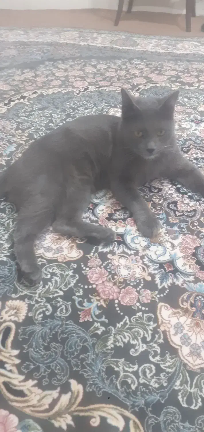 گربه نر اسکاتی دوساله کاملا خانگی ودست اموز|گربه|قدس, شهر‌قدس|دیوار