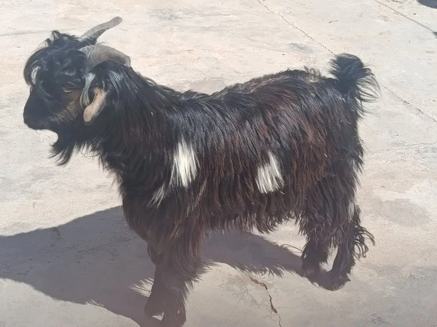 بیگ نر چاق|حیوانات مزرعه|مسجد سلیمان, |دیوار