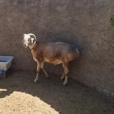 قوچ چینی|حیوانات مزرعه|درودزن, |دیوار