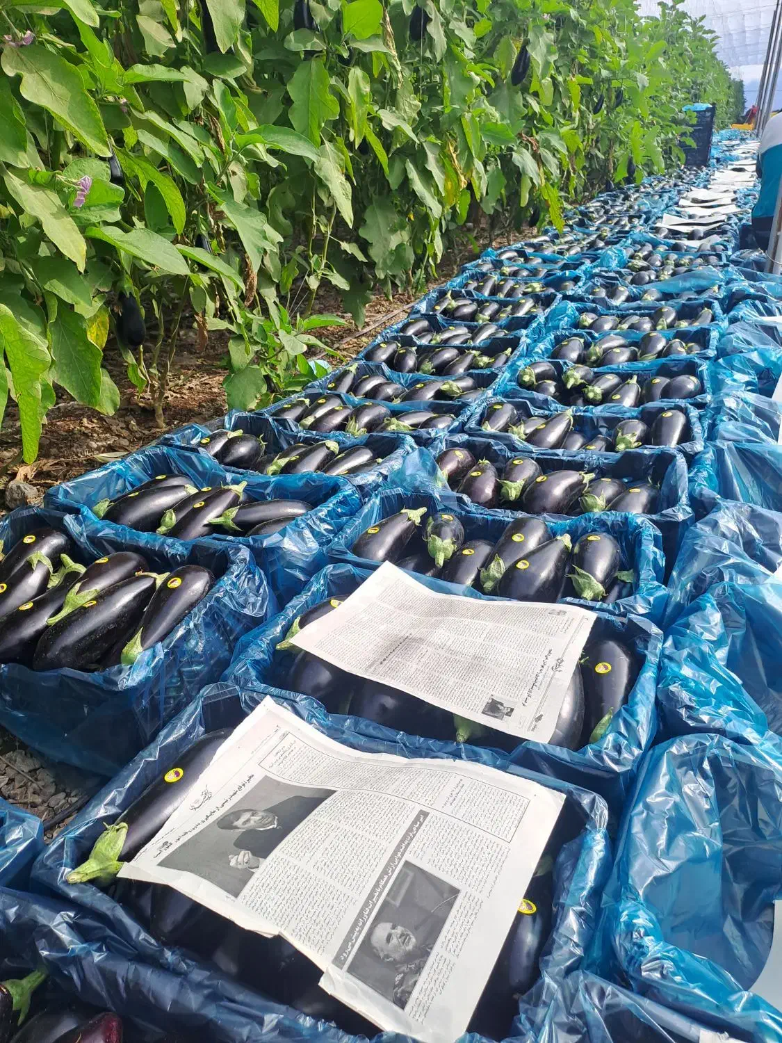 بادمجان رودان عمده|حراج|مریوان, |دیوار