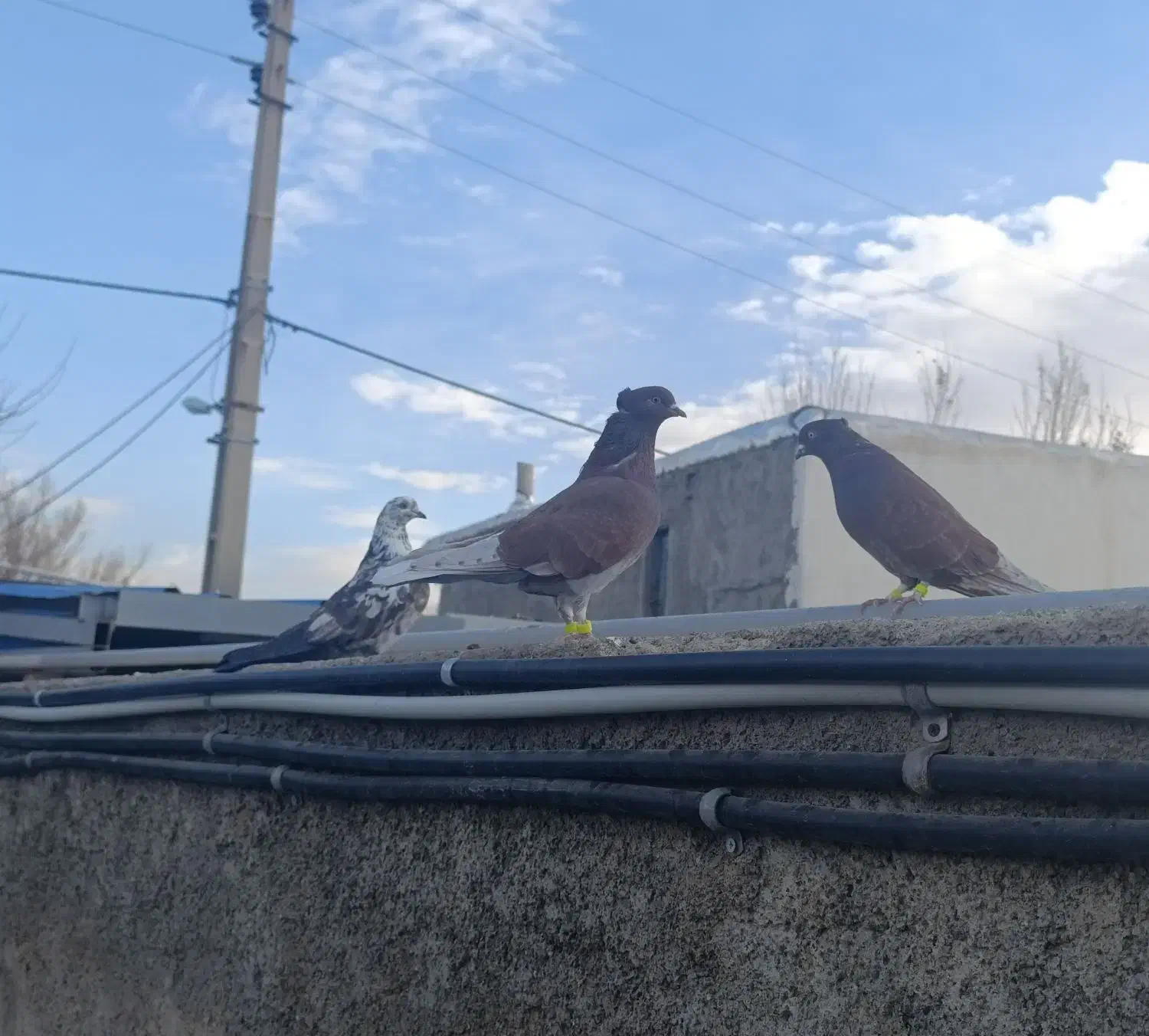 کفتر قرمز بز قویروخ و سوسکی|پرنده|سلطانیه, |دیوار