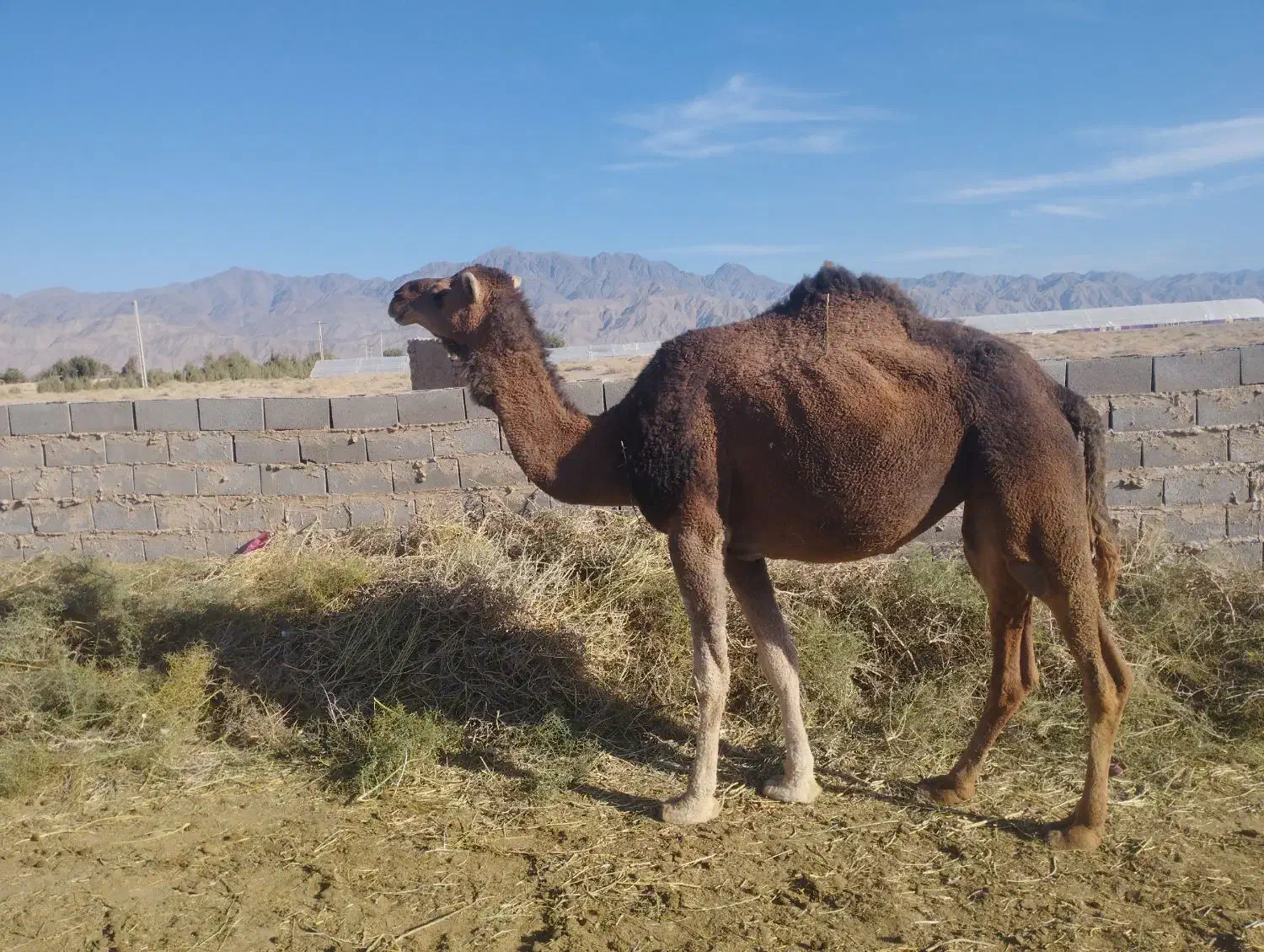 3تا شتر|حیوانات مزرعه|ریگ ملک, |دیوار