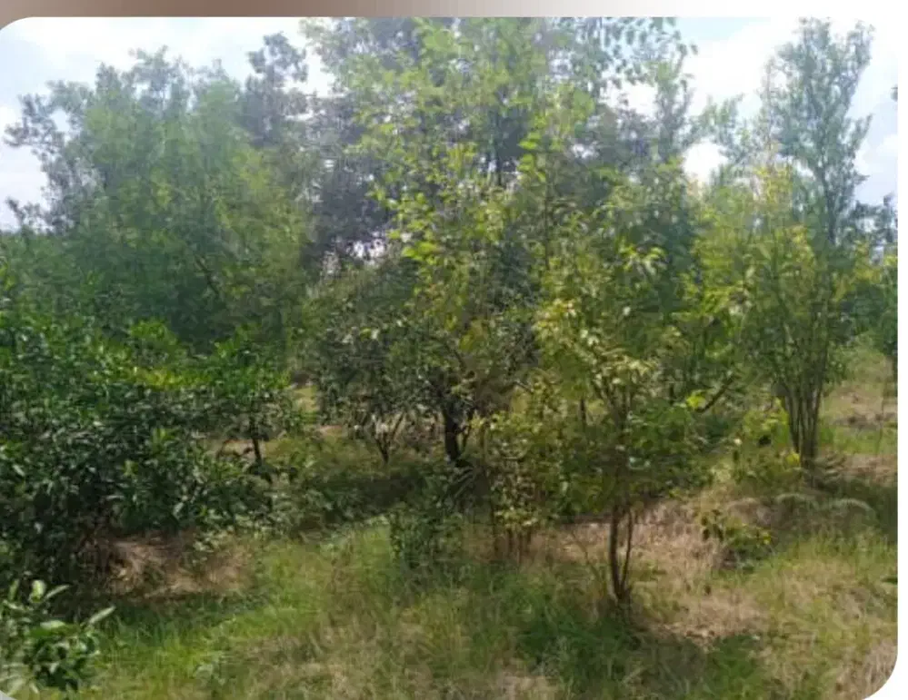 باغ میوه ساری فروشی|فروش زمین و ملک کلنگی|پایین هولار, |دیوار