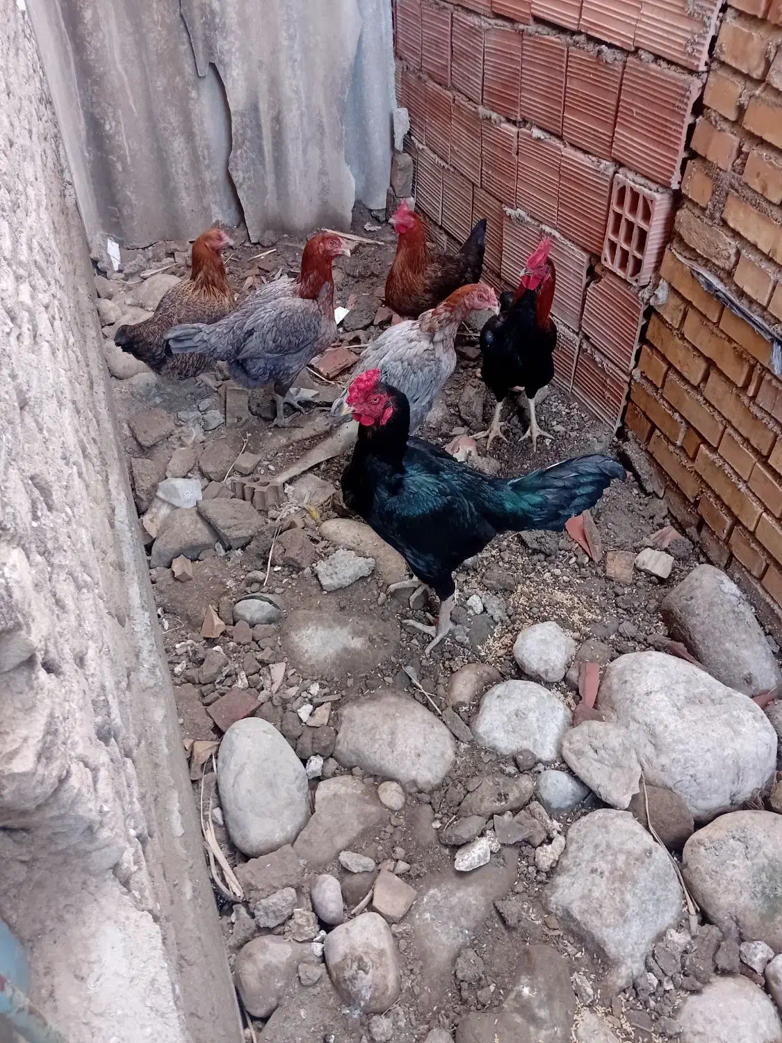 مرغلاری|حیوانات مزرعه|مینودشت, |دیوار