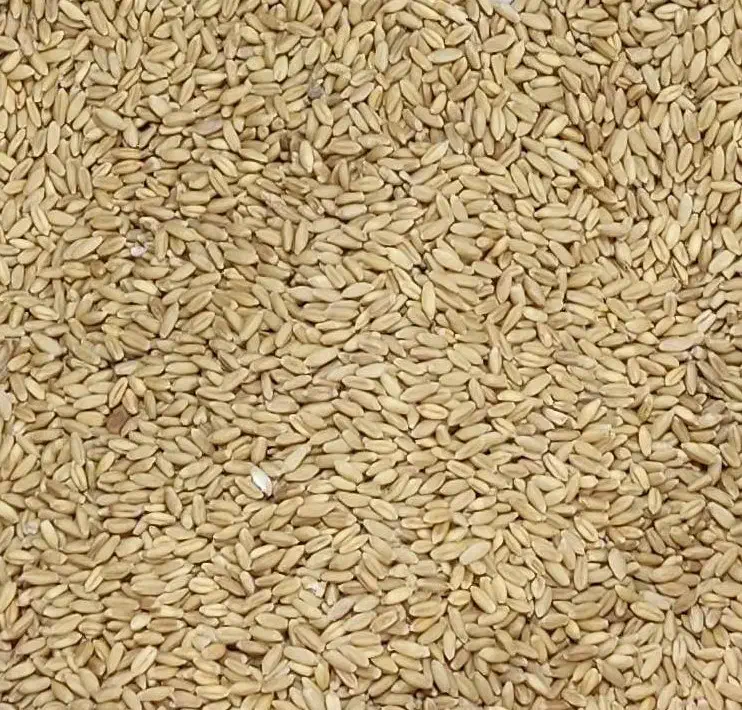 گندم بذری بوجاری شده دیم و بش|خدمات باغبانی و درختکاری|ارژن, |دیوار