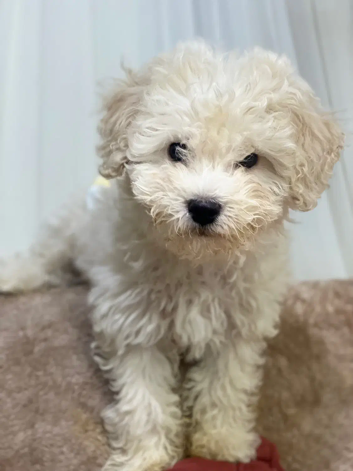 سگ شیتزو پودل|سگ|گرگان, |دیوار