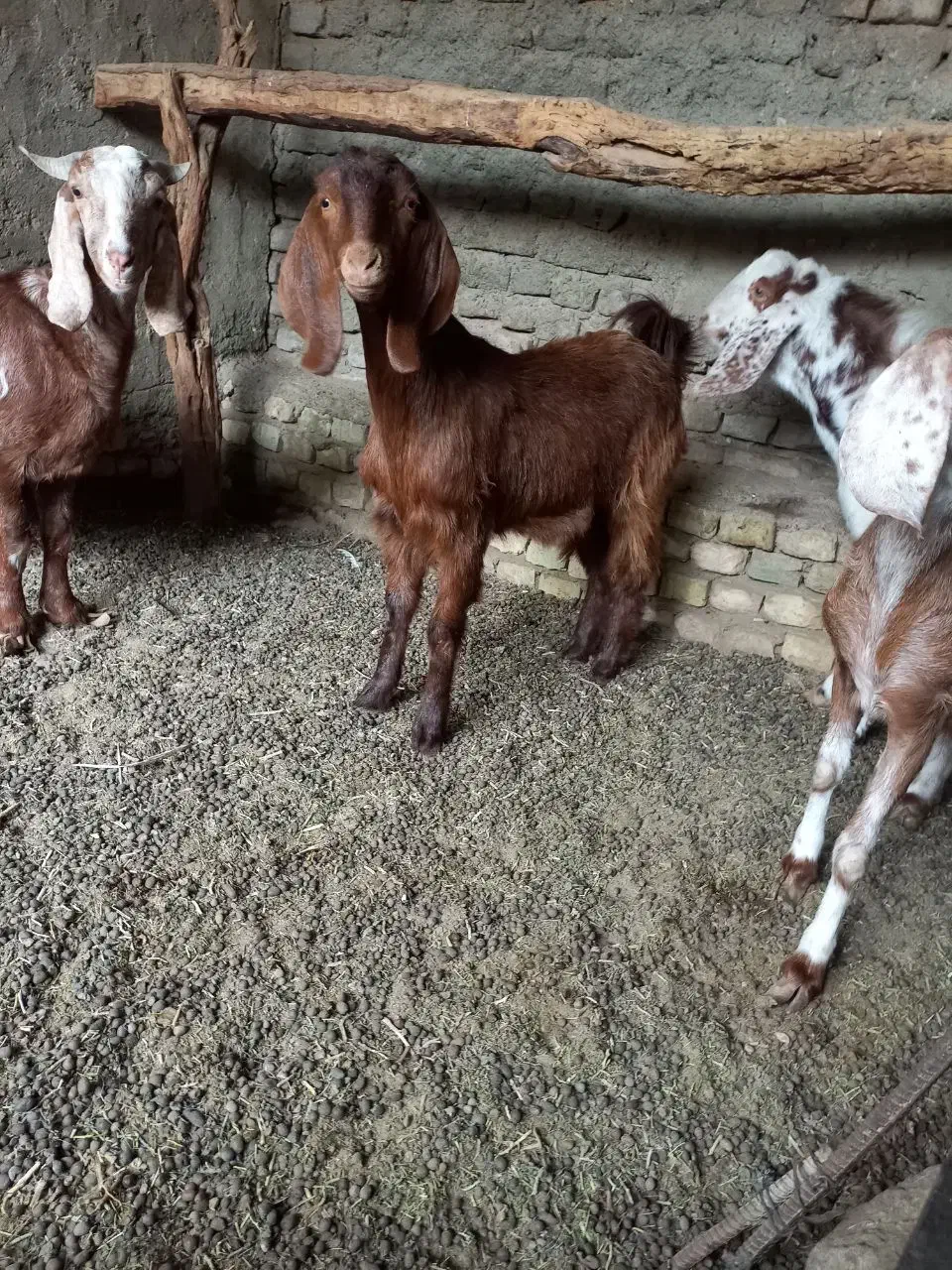 بزغاله ماده نژاد دار|حیوانات مزرعه|هامون, |دیوار