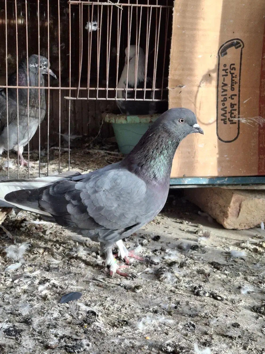 کبوتر یا کفتر|پرنده|بندر ترکمن, |دیوار