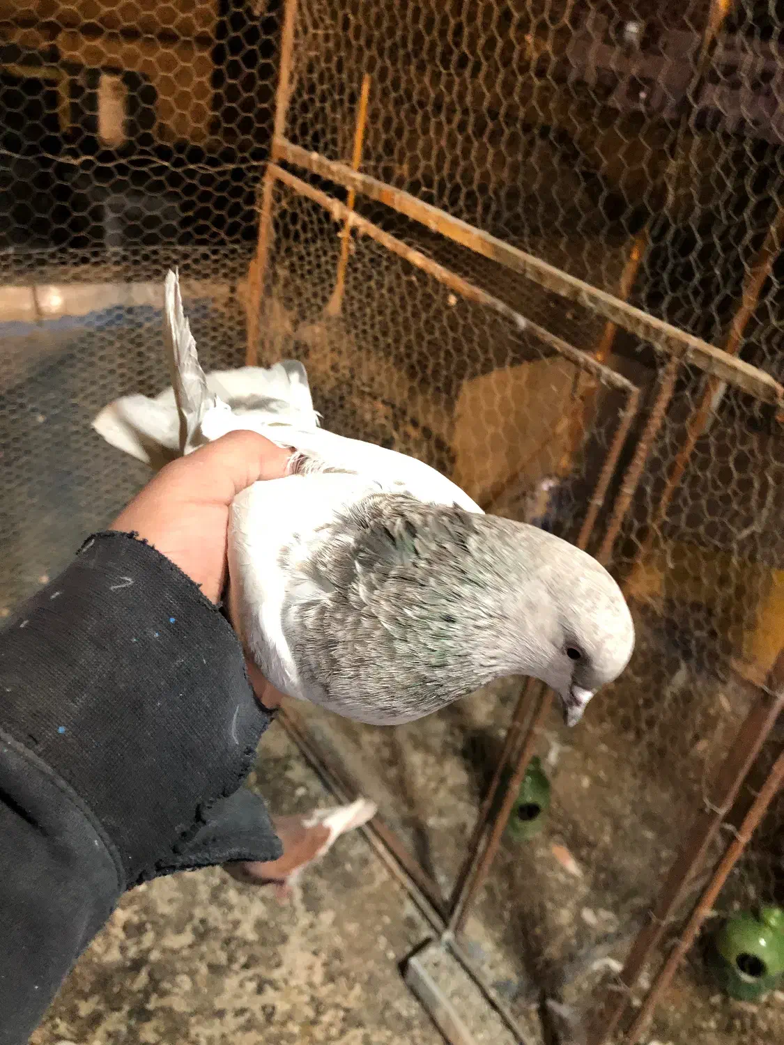 کبوتر یجایی و تکی زردی ،سرخ سرور تهرانی طوقی|پرنده|فردیس, فردیس|دیوار