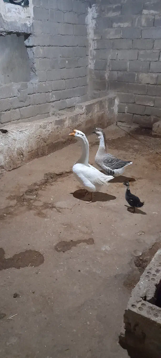 غوغاز در حمیدیه|حیوانات مزرعه|حمیدیه, |دیوار