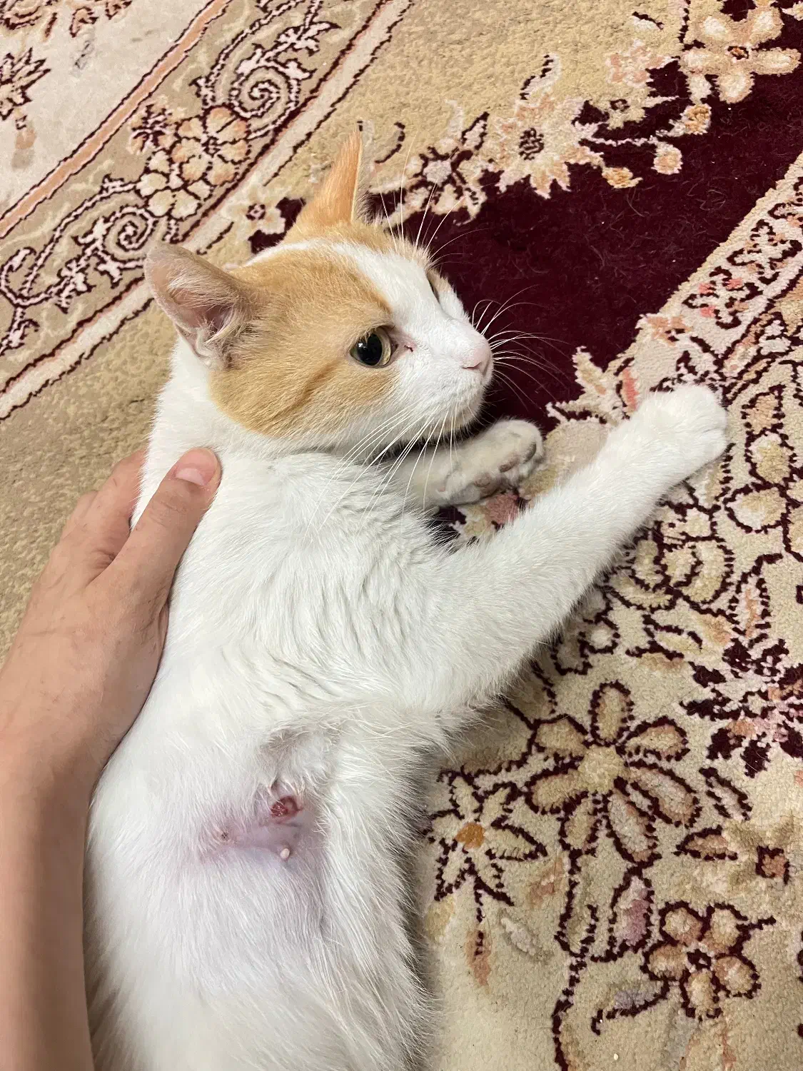 واگذاری فوری رایگان گربه|گربه|رشت, جهاد|دیوار