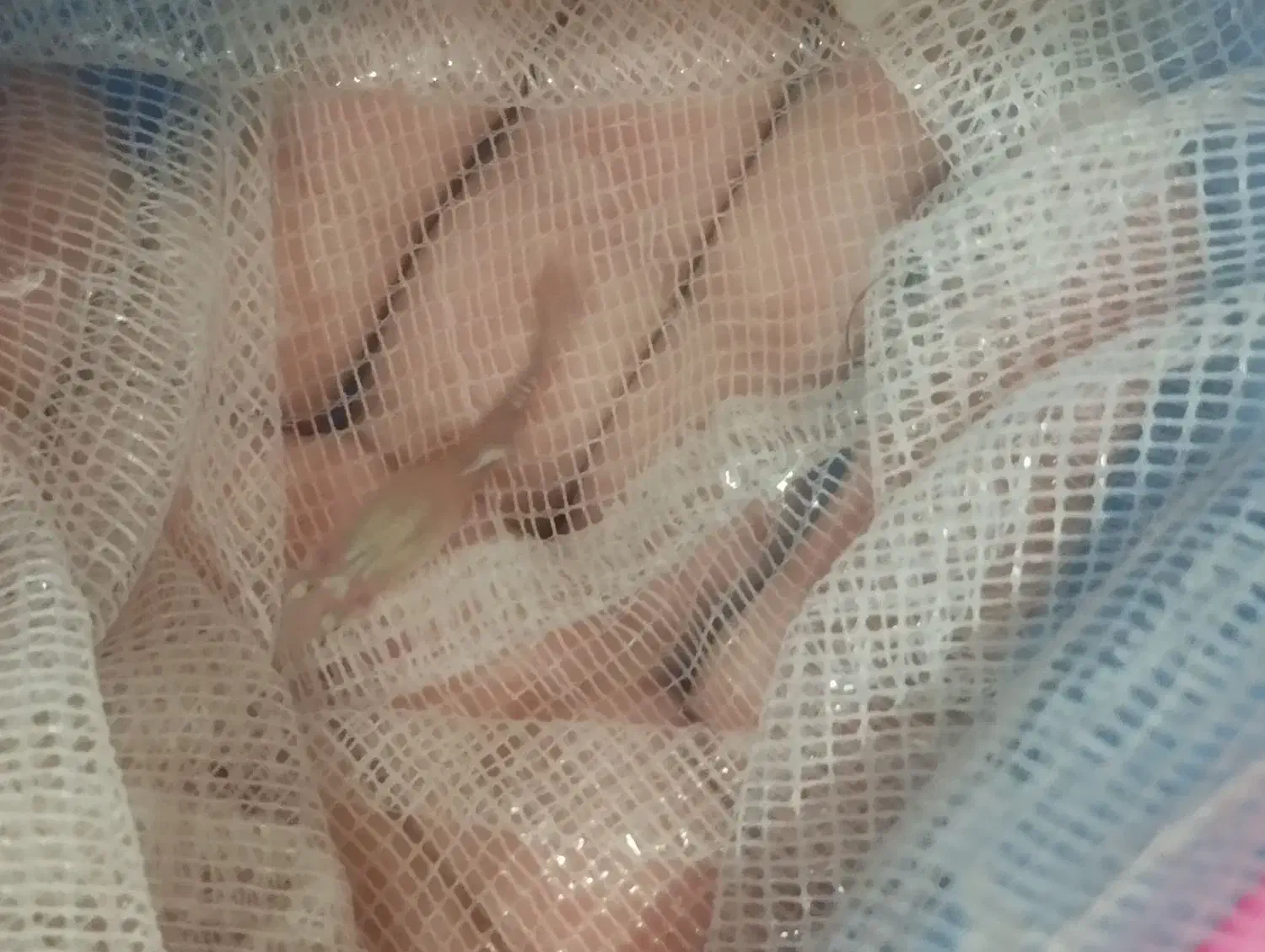 ماهی|ماهی|اردبیل, |دیوار