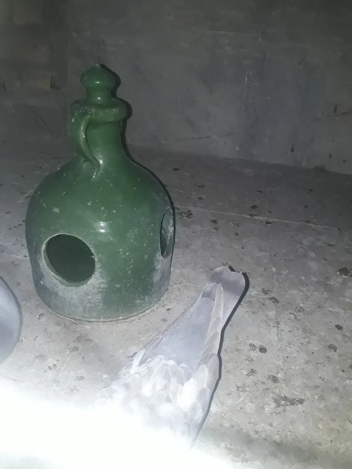 کبوترگم شده|حیوانات|قم, نیروگاه|دیوار