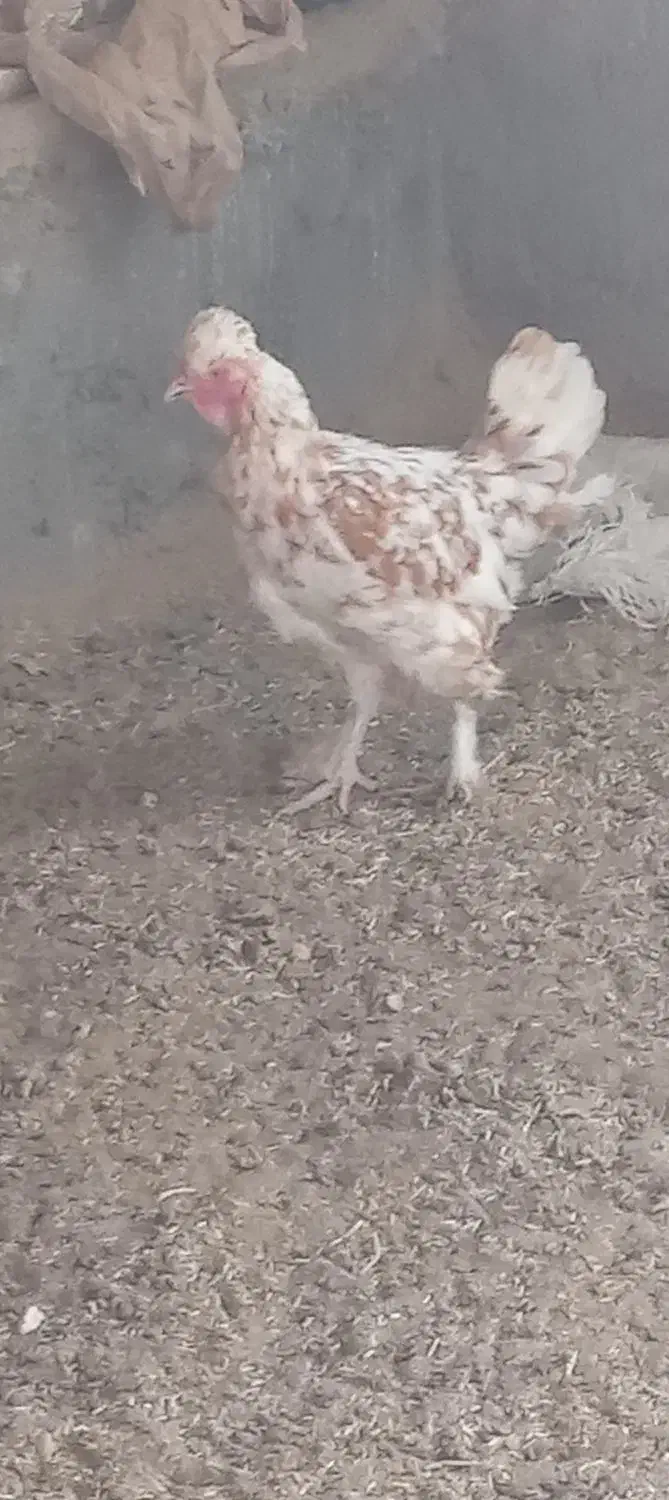 مرغ تخمی پرپاوکاکلی|حیوانات مزرعه|اسلامیه, |دیوار