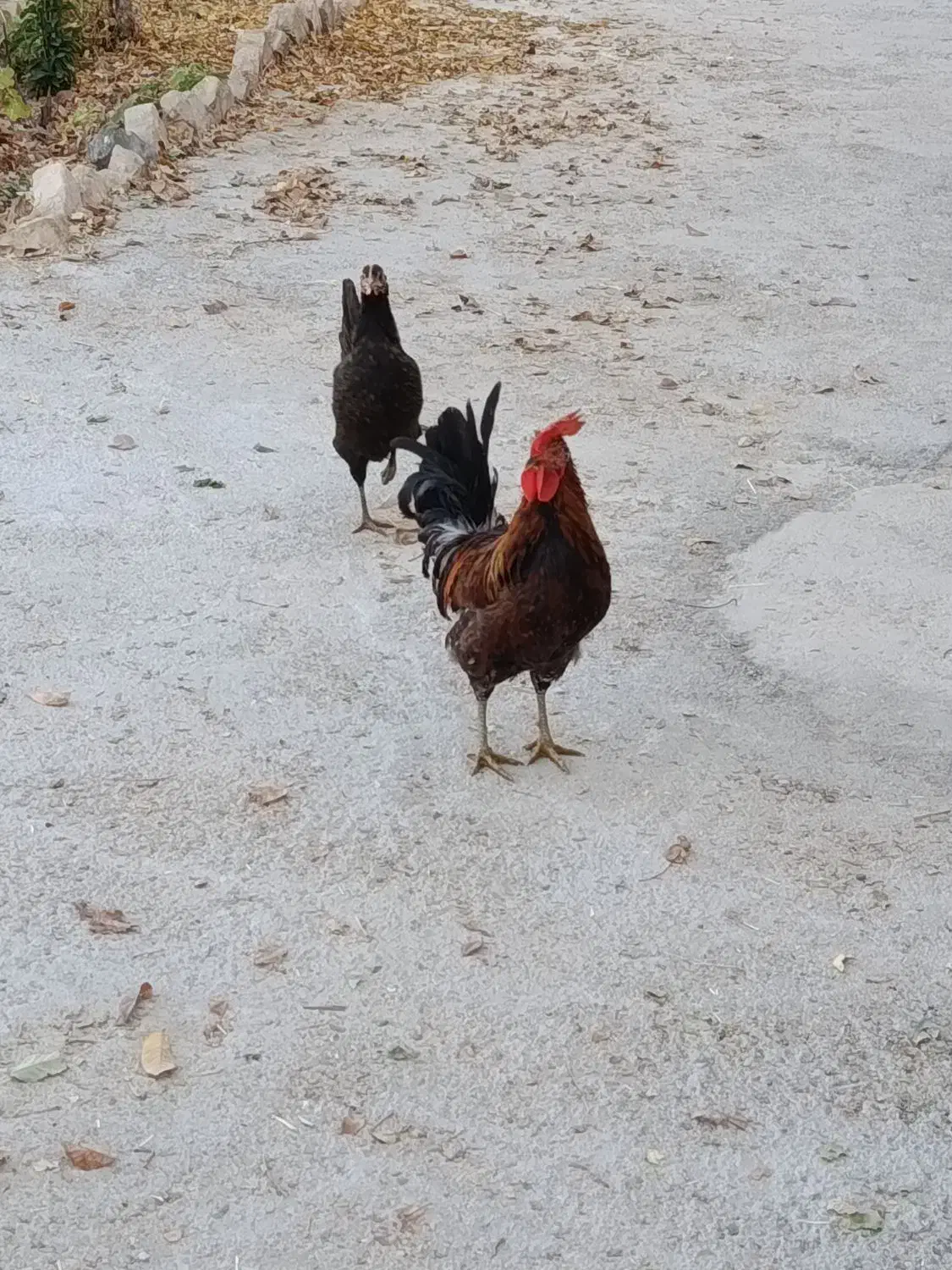 خروس محلی اصل|حیوانات مزرعه|مرودشت, استادیوم‎|دیوار