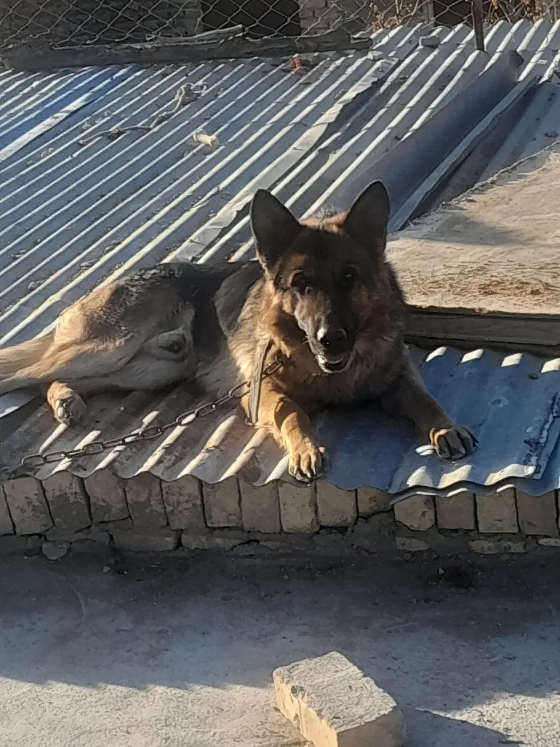 سگ ژرمن|سگ|یزد, |دیوار