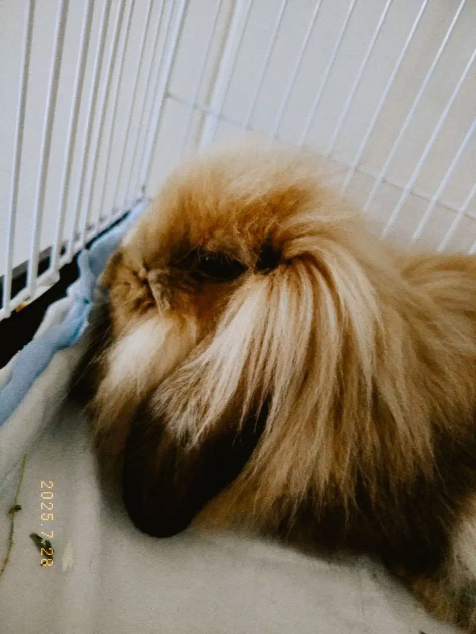 خرگوش لوپ + قفس|موش و خرگوش|دورود, |دیوار