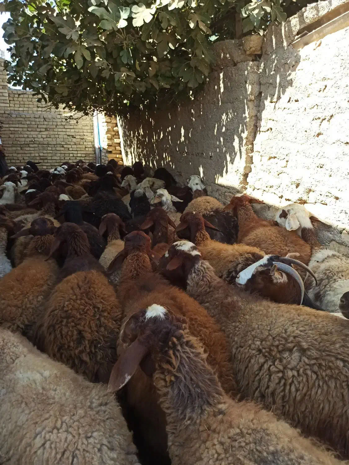 گوسفند مهربانی جوان بره دار|حیوانات مزرعه|زرین دشت (همدان), |دیوار