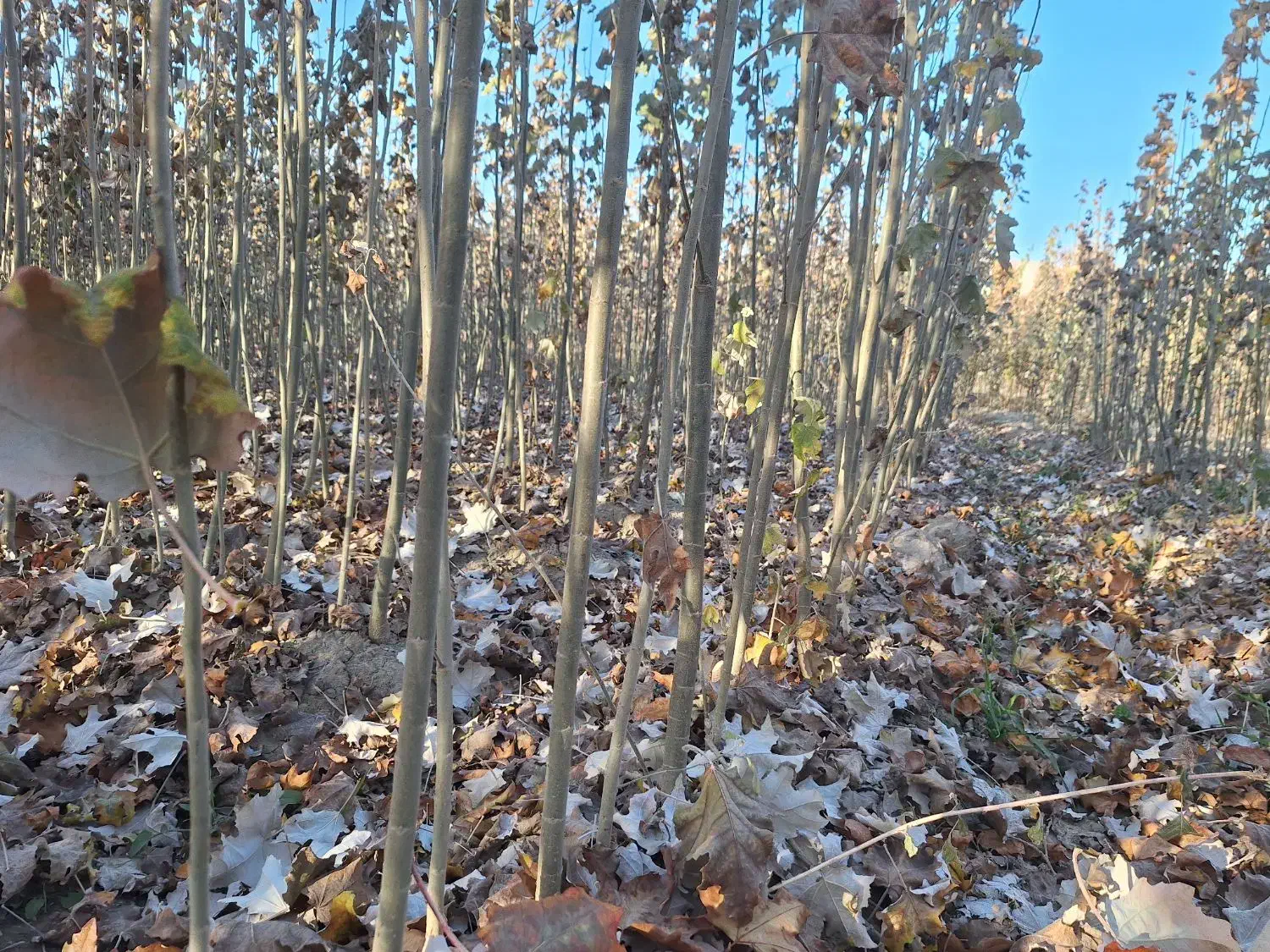 کبوده شیرازی|خدمات باغبانی و درختکاری|فلاورجان, |دیوار