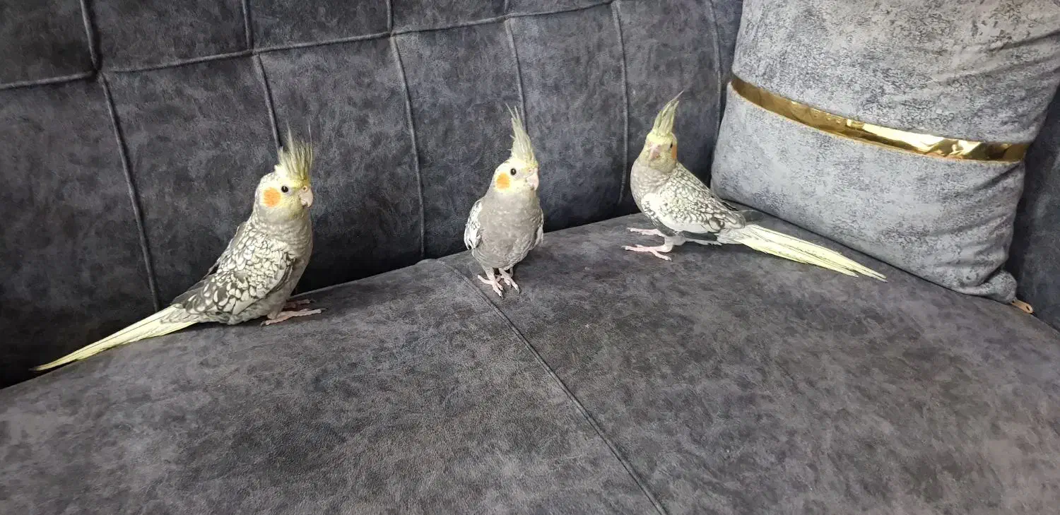 عروس هلندی|پرنده|پاکدشت, پاکدشت (مامازند)|دیوار