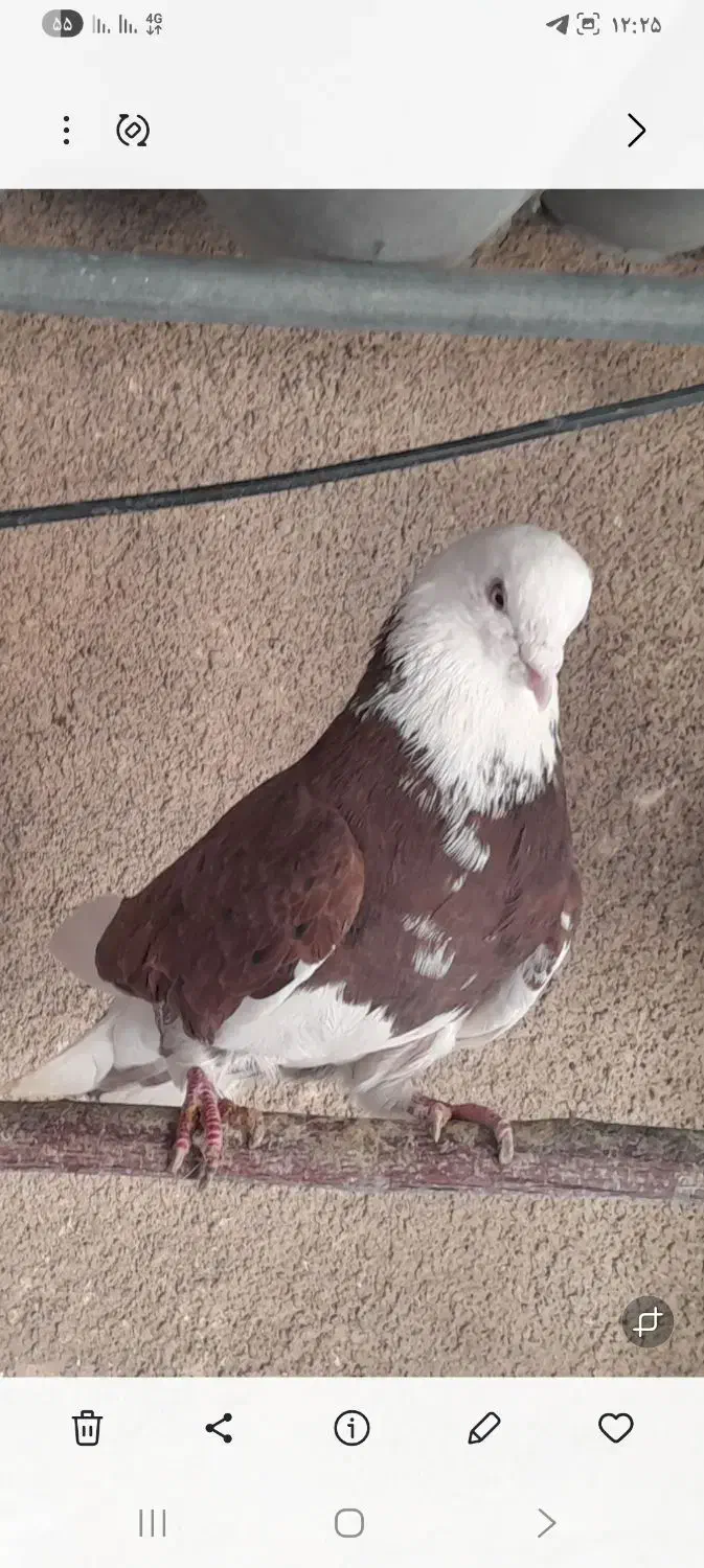 کبوترهماسرور|پرنده|کهریزک, |دیوار