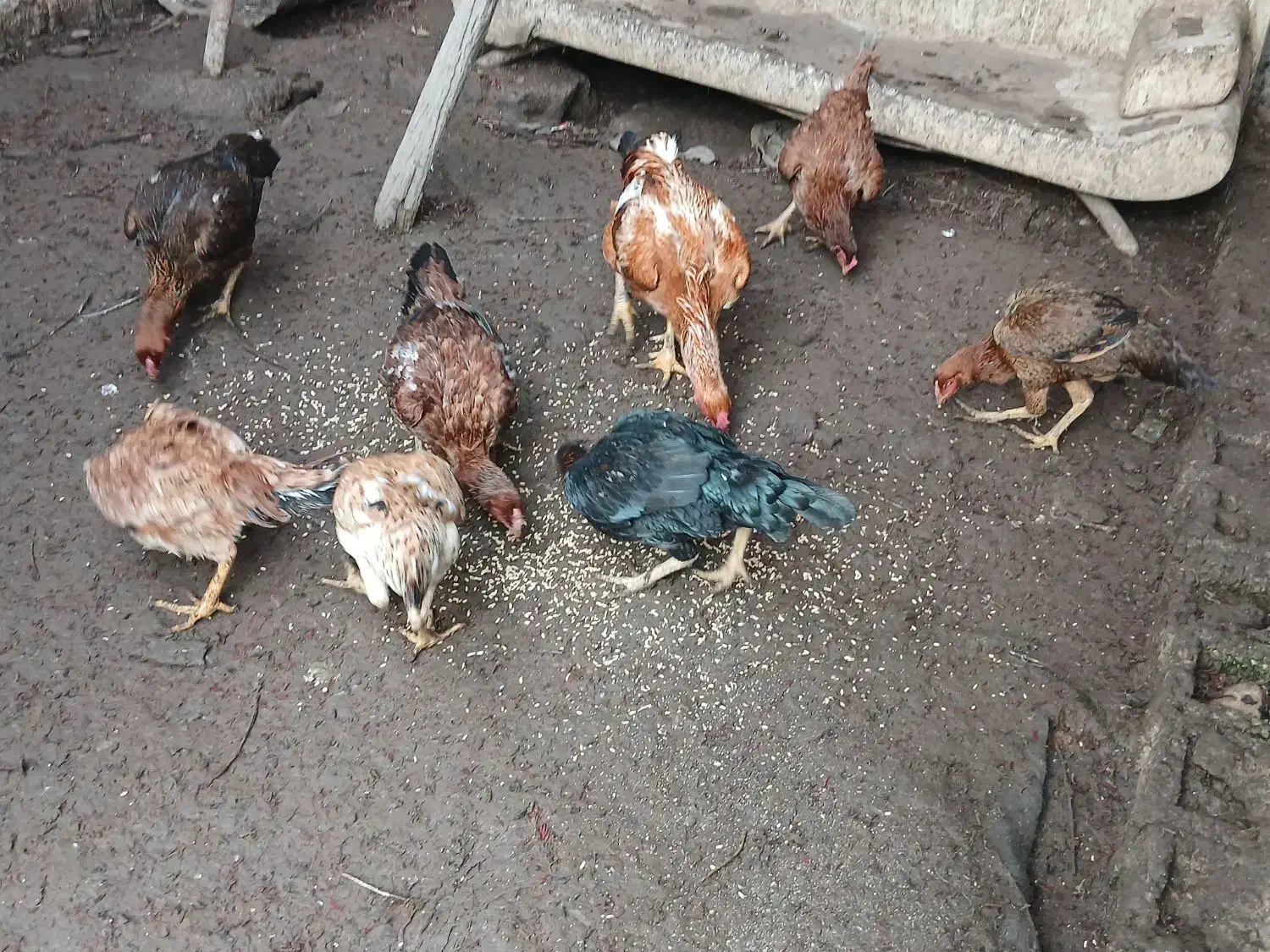 مرغ وخروس لاری|حیوانات مزرعه|کیاشهر, |دیوار