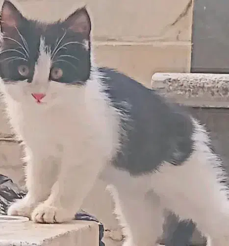 واگذاری گربه کاملا رایگان|گربه|اصفهان, فجر|دیوار