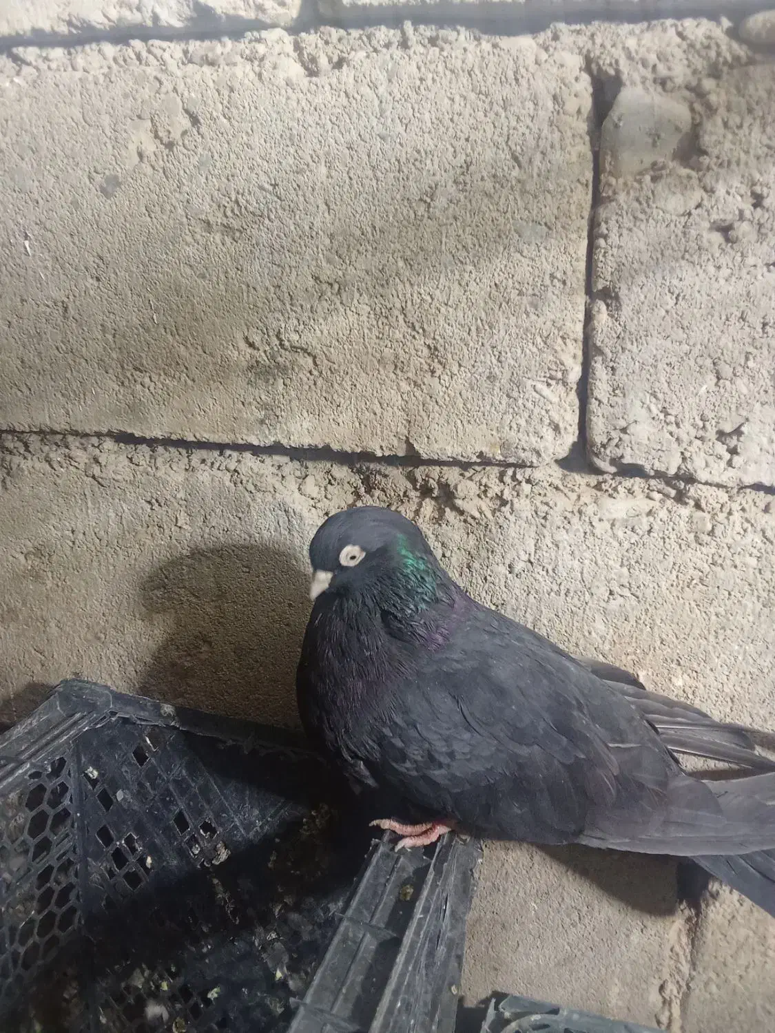 فروش یک جفت کبوتر سیاه آبادانی نوک سفید چشم سفید|پرنده|شاهین دژ, |دیوار