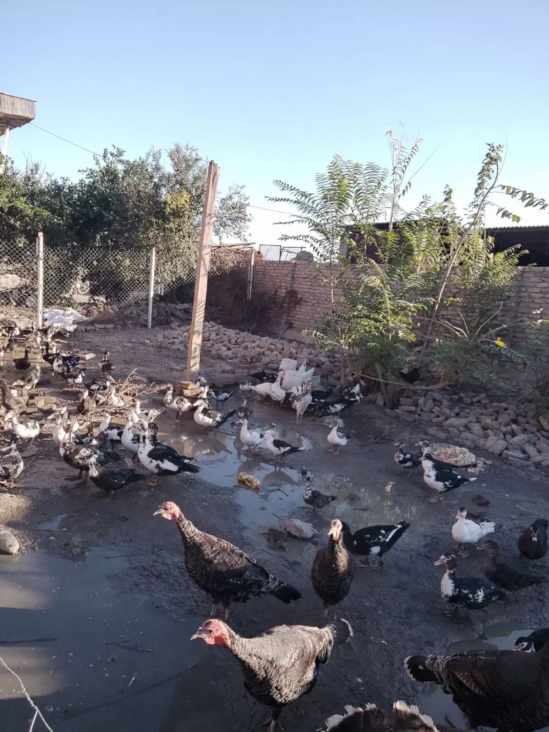 اردک اسراعیلی. بوقلمون. مرغ و خروس|حیوانات مزرعه|گرگان, |دیوار