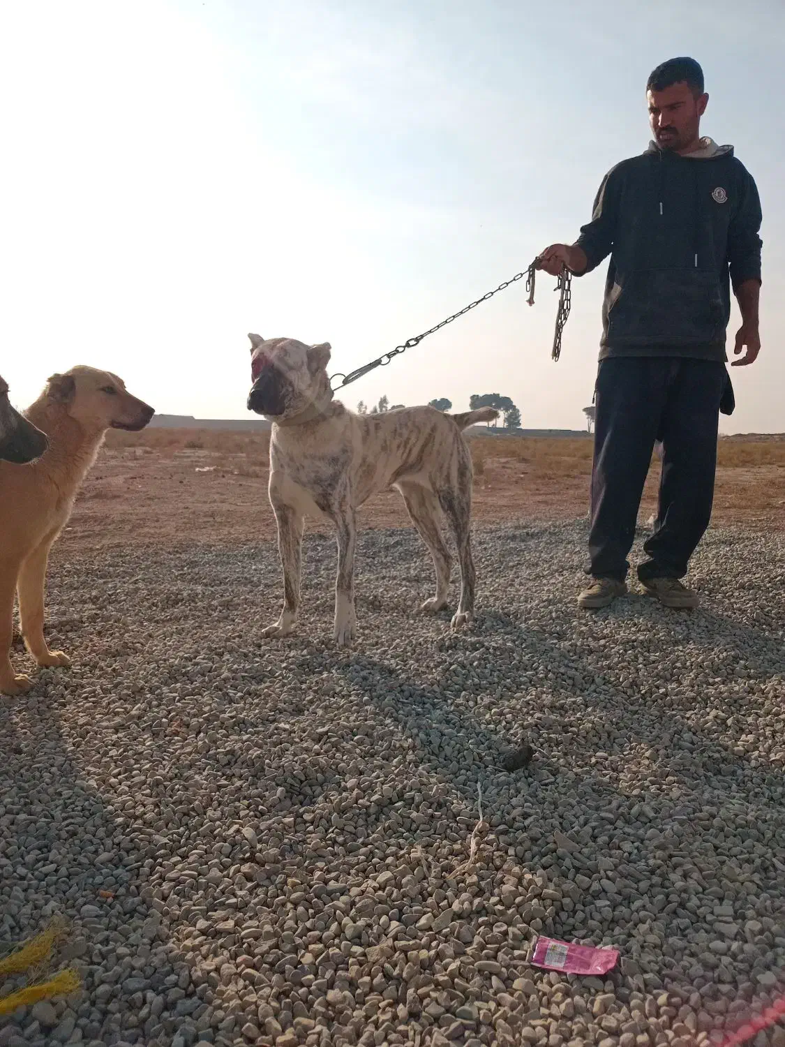 ماده خراسانی|سگ|جوادآباد, |دیوار