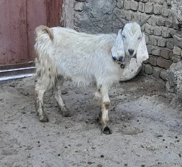 بزغاله نر|حیوانات مزرعه|دورود, |دیوار