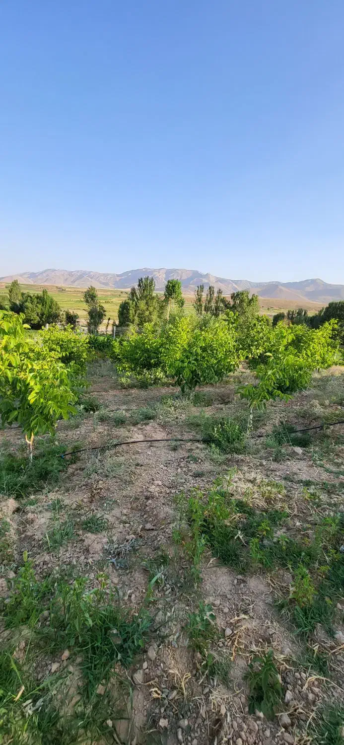 اجاره چاه کشاورزی ۶دانگ|خدمات باغبانی و درختکاری|زنده رود, |دیوار