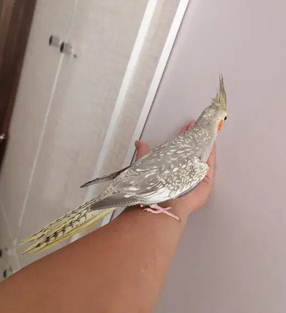 عروس هلندی|پرنده|محمدیه-قزوین, |دیوار