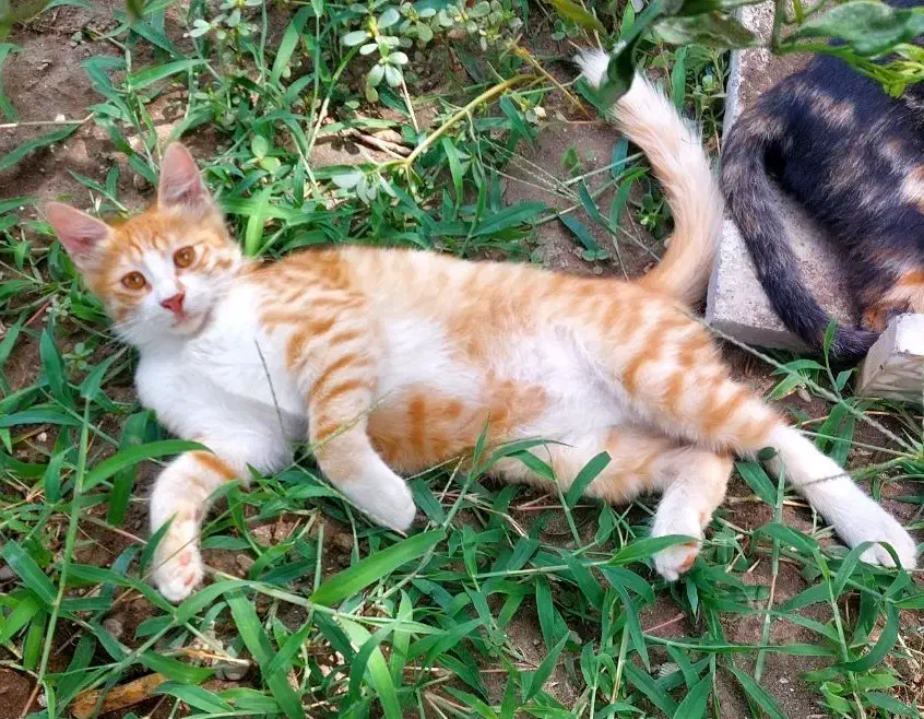 گمشده در سامانسر کوچه صفایی|حیوانات|بندر انزلی, سامانسر|دیوار